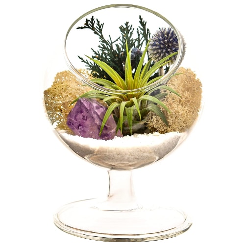 Air plant kit