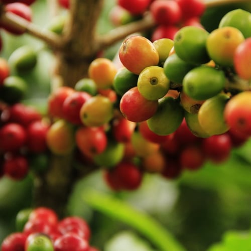 Coffee plant