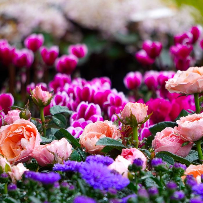 variety of pink and purple flowers