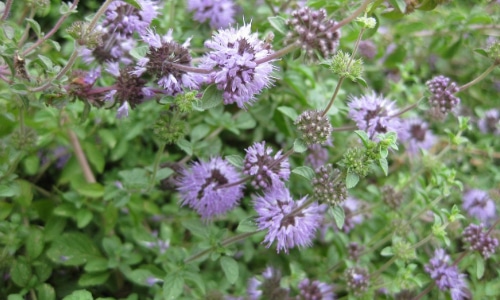 Pennyroyal small