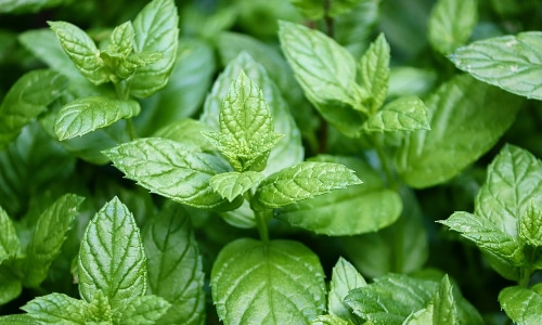 Peppermint leaves small