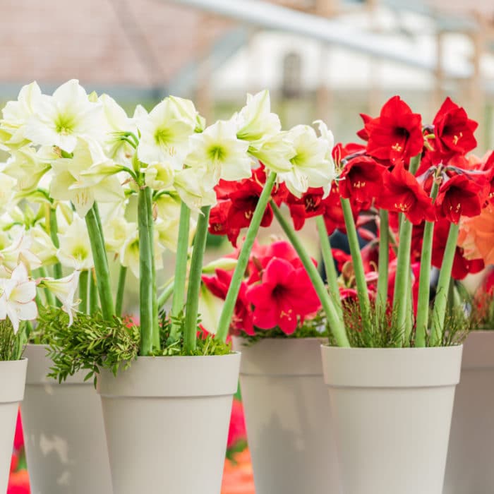 red and white amaryllis flowers