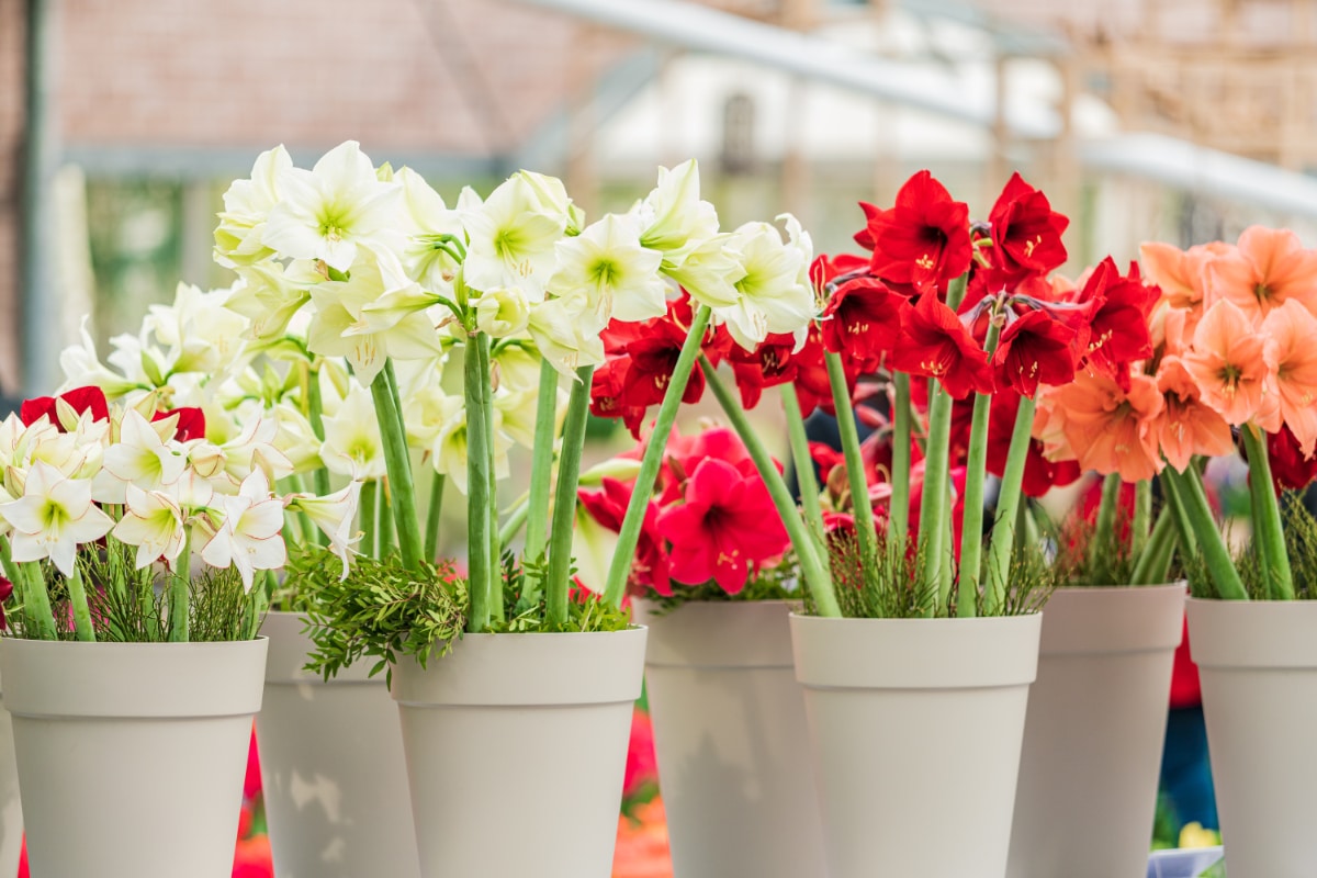 Ultimate Amaryllis Care Guide: Everything You Need To Grow These Holiday Favorites intelligence overview