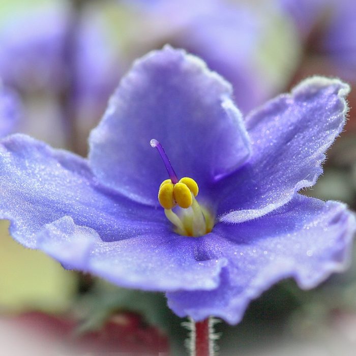 african violet