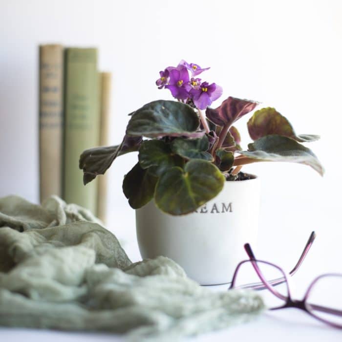 african violet plant and books