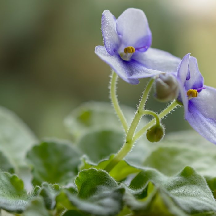 African violet blooms