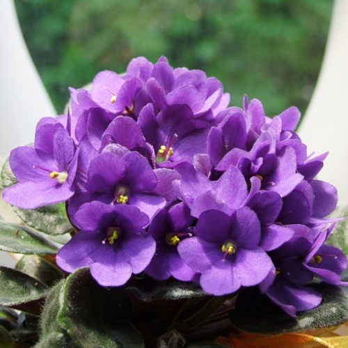 african violet