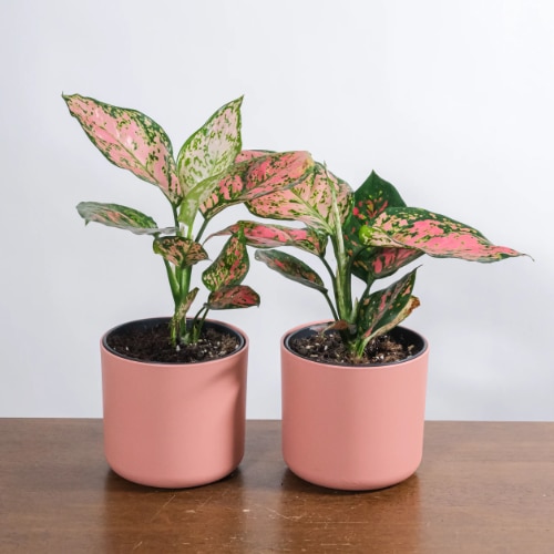 red aglaonema