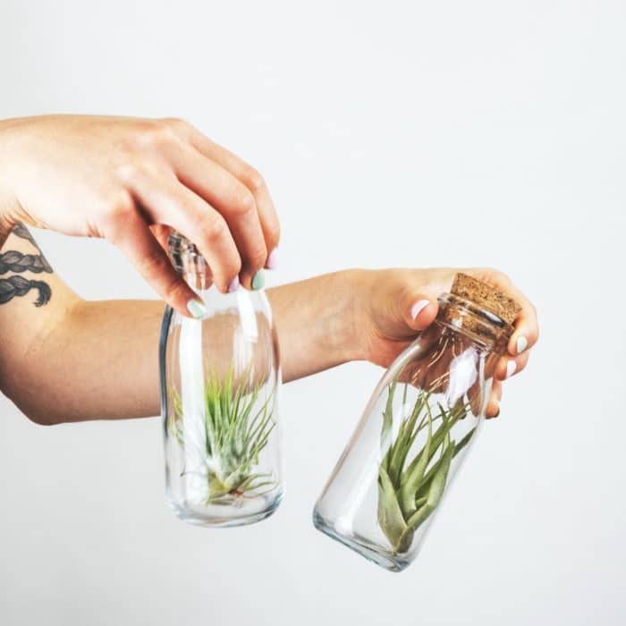 plants in jars