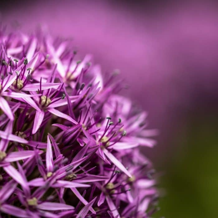 allium