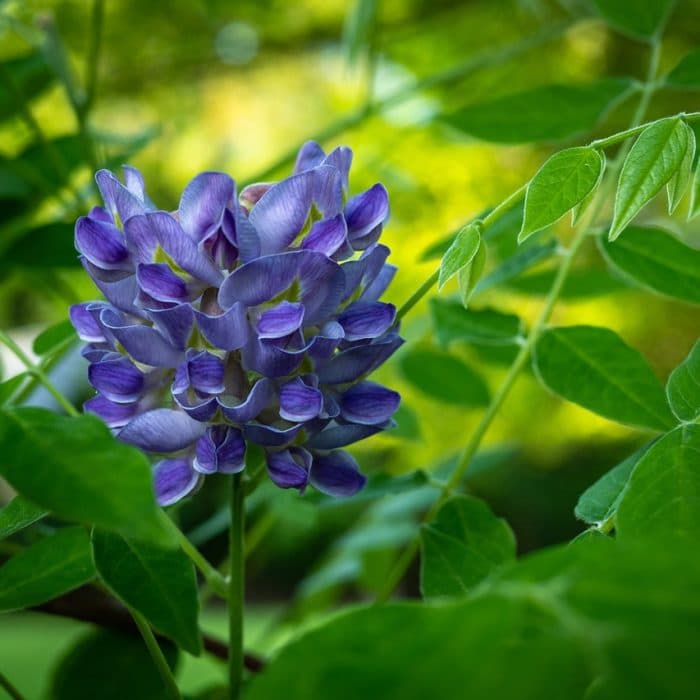 amethyst flower