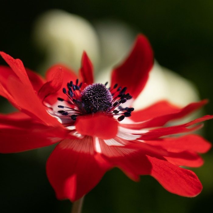 anemone red flower