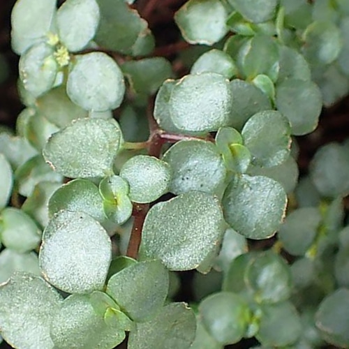 aquamarine plant small square