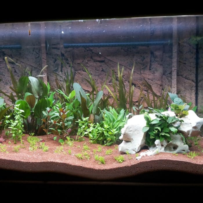 large terrarium