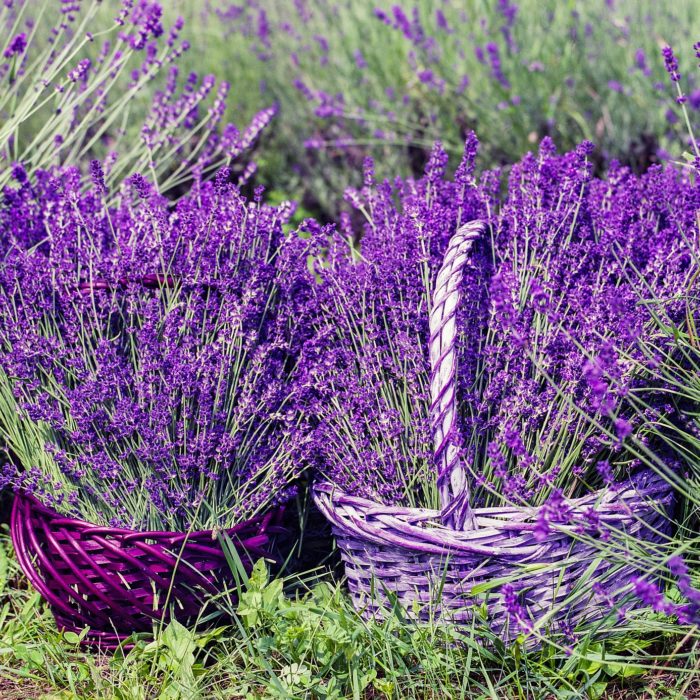 baskets of lavender