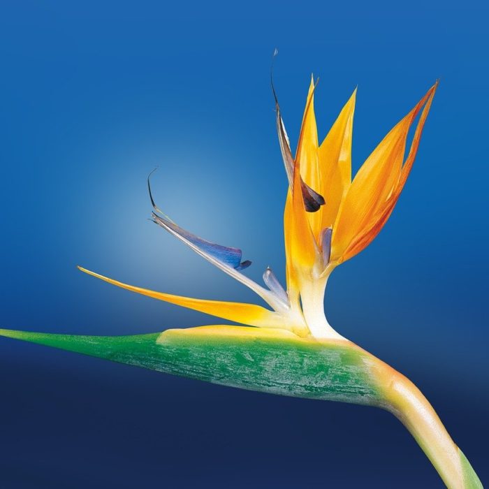 Bird of paradise with blue background