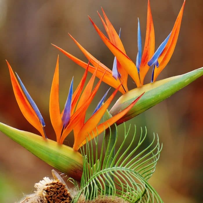 bird of paradise plant