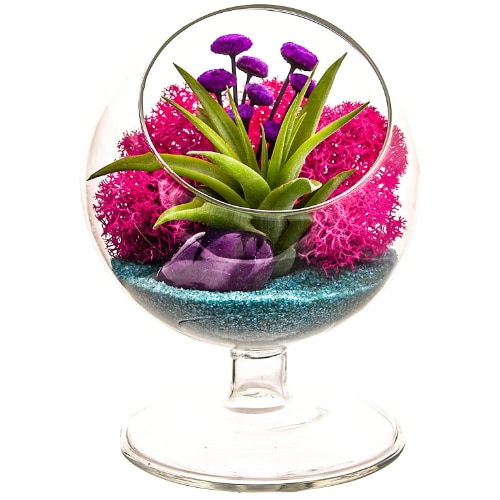 bliss garden air plant