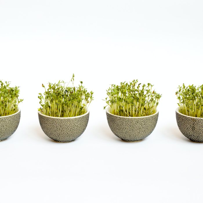 bowls of sprouts