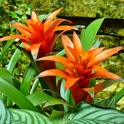 bromeliad