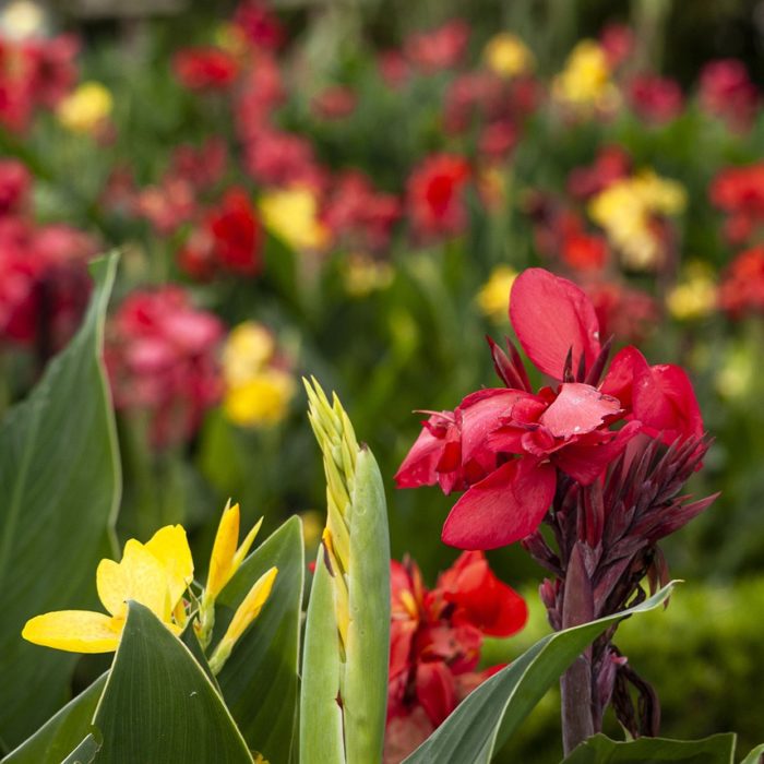 canna lily