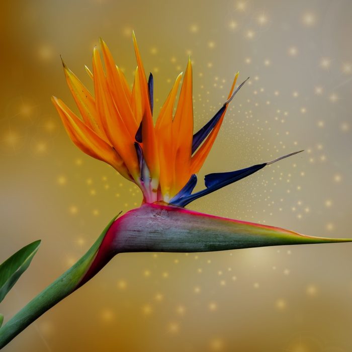 bird of paradise sparkle