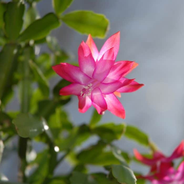 pink succulent flower