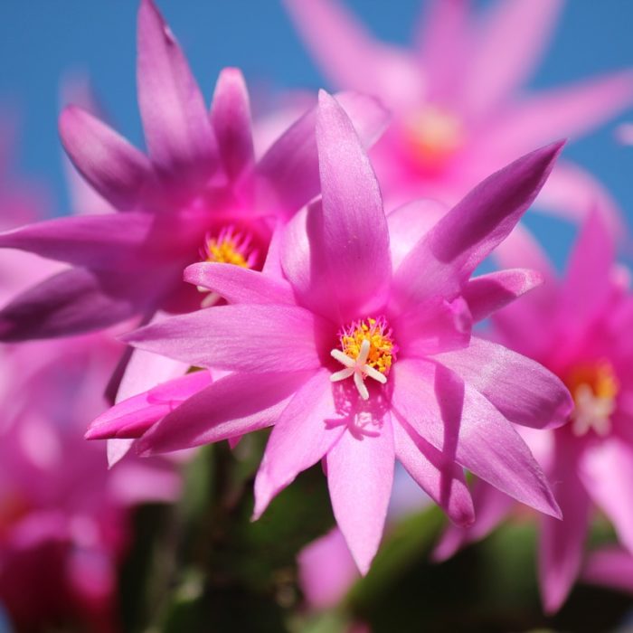 christmas cactus pink blooms