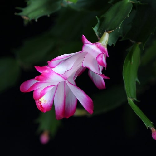 christmas cactus small square