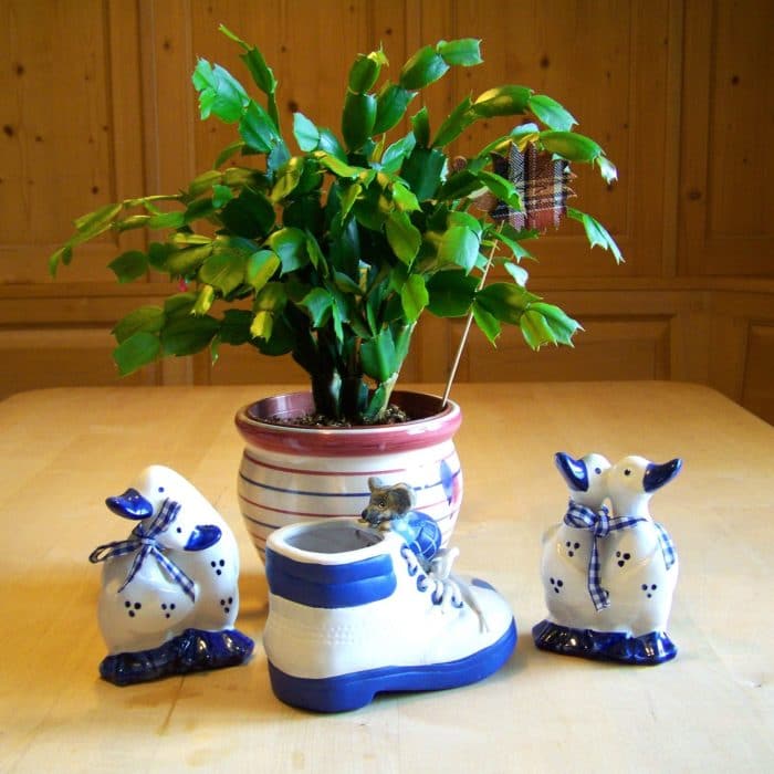 plant surrounded by blue and white ornaments