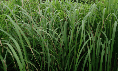 citronella grass