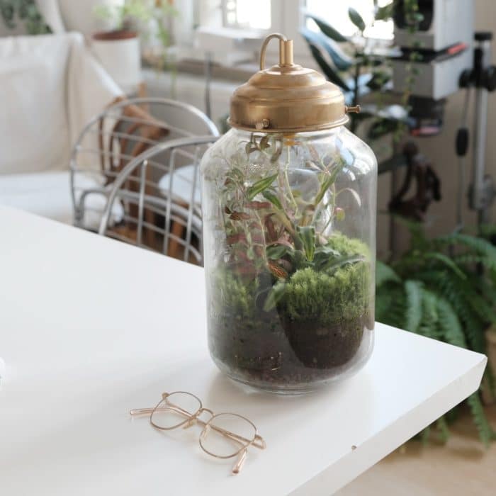 closed terrarium