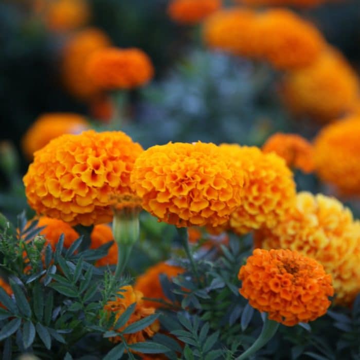 cluster of marigold flowers