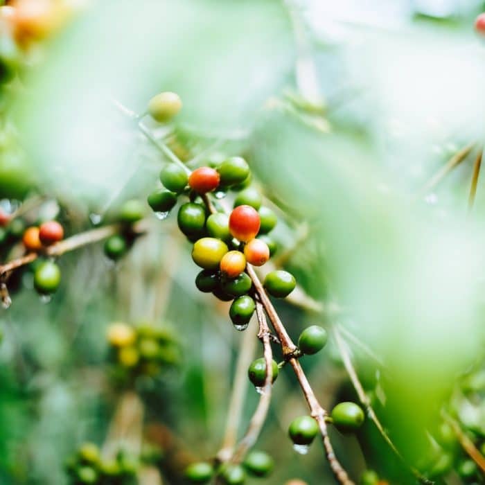 coffee plants