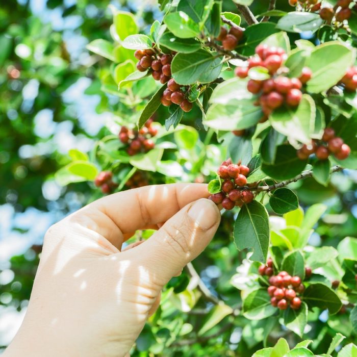 someone plucking berries from coffee tree