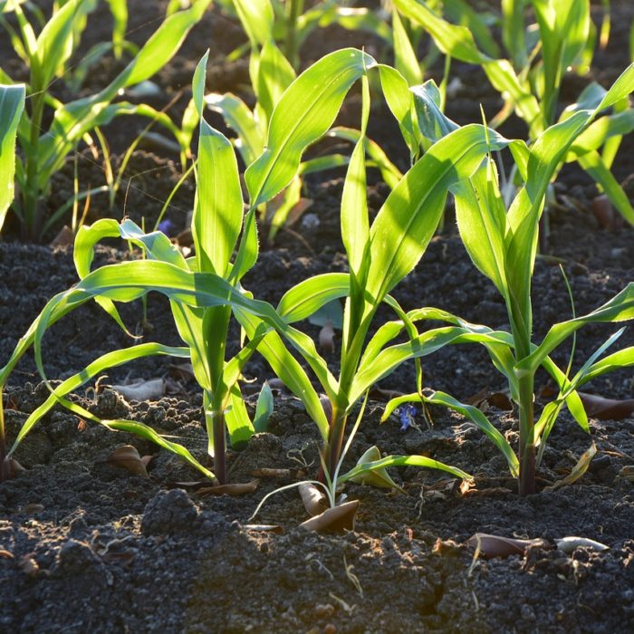 early plant growth