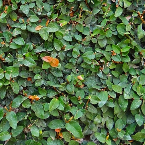 creeping fig small square