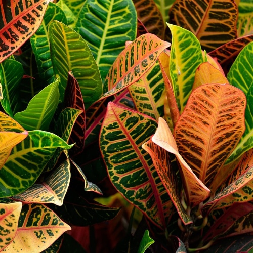 croton plant small square