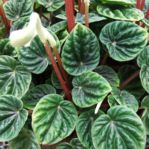 emerald rippled pepperomia small square