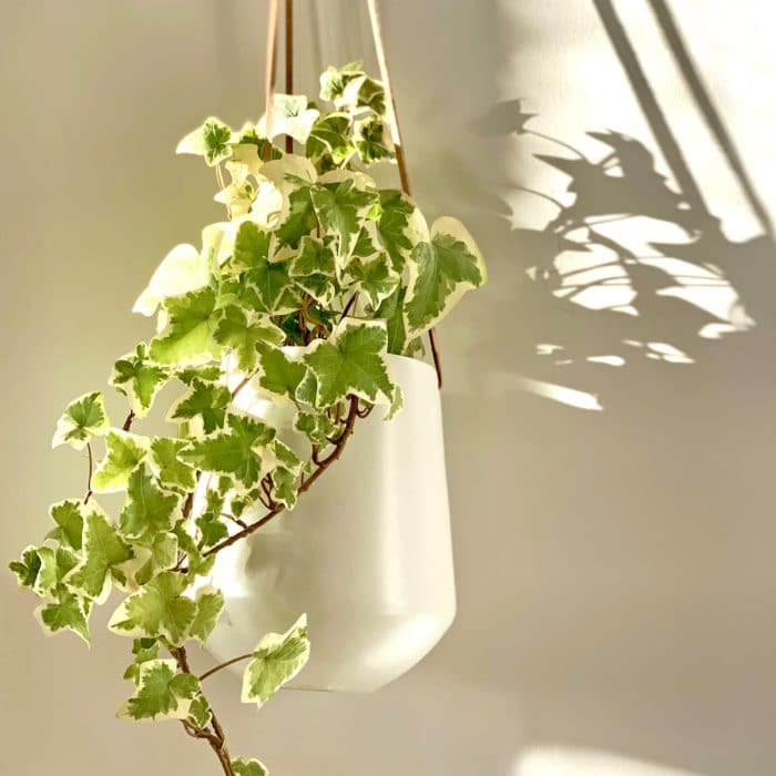 english ivy in pot