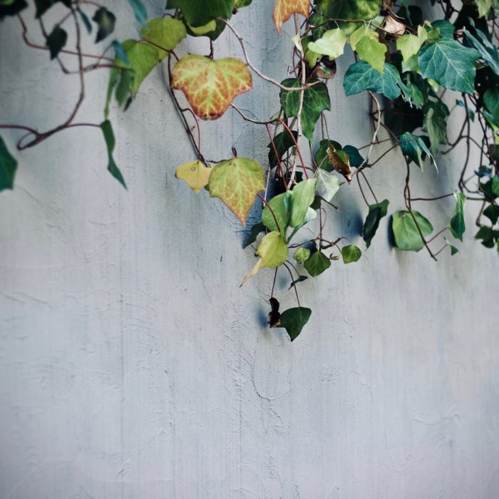 english ivy on wall