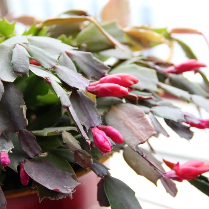 Christmas cactus