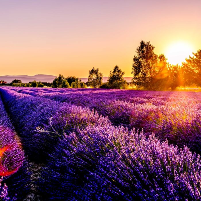 field of lavender with sunset