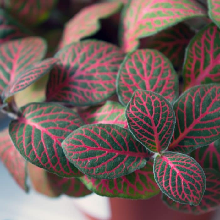 fittonia-red and green