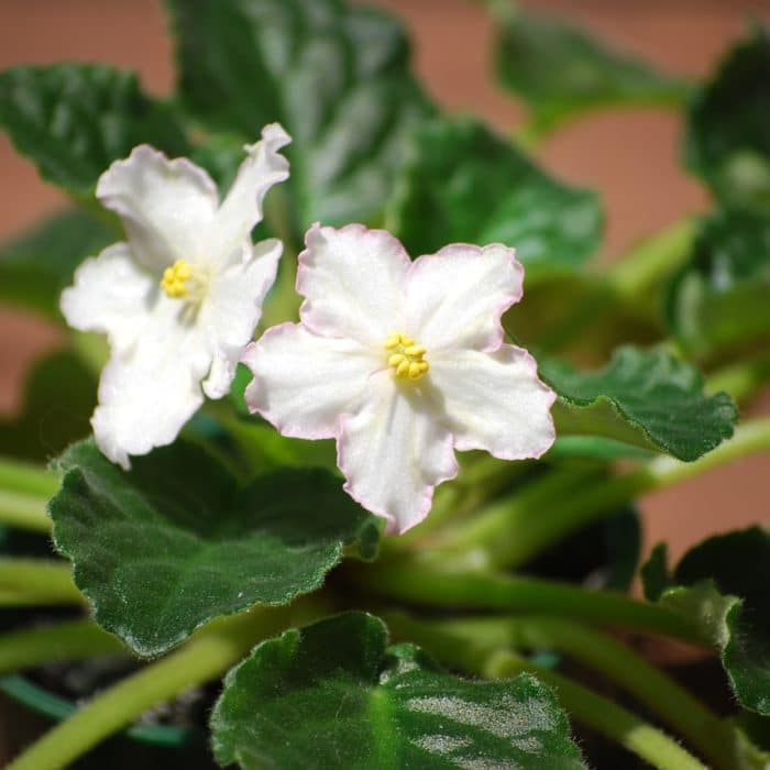 white african violet