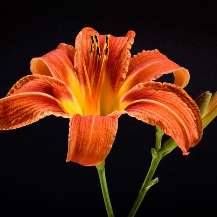 day lily