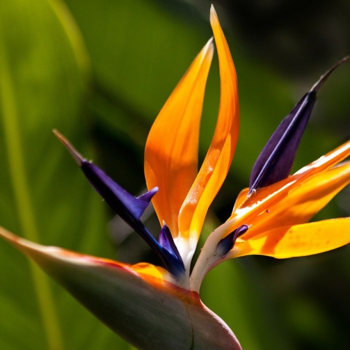 bird of paradise green background