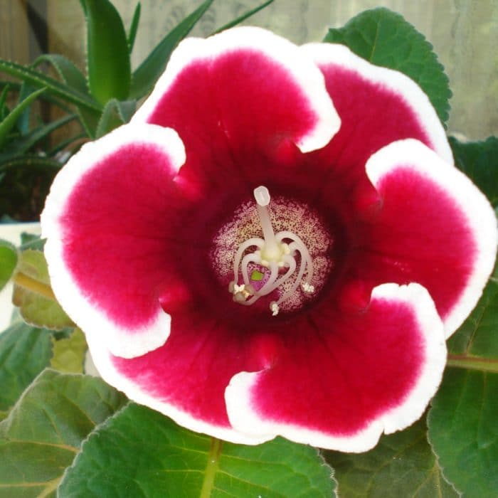 gloxinia