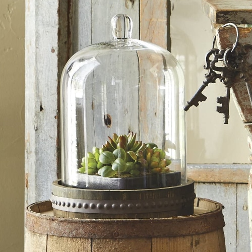 glass bell jar