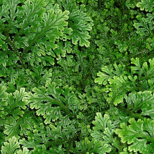 golden clubmoss